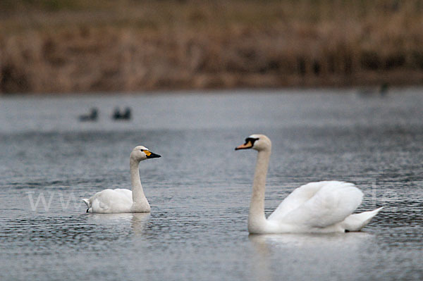 Höckerschwan (Cygnus olor)