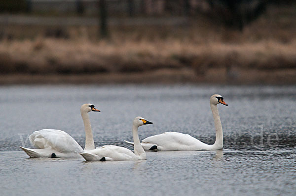 Höckerschwan (Cygnus olor)