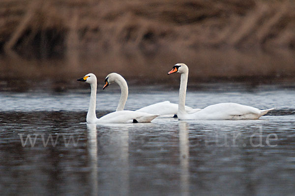 Höckerschwan (Cygnus olor)