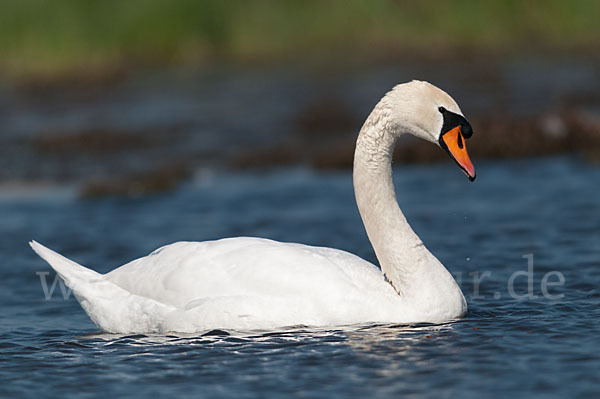 Höckerschwan (Cygnus olor)