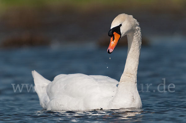 Höckerschwan (Cygnus olor)