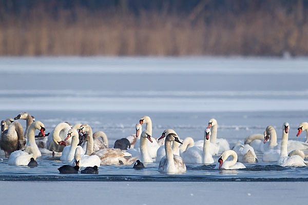 Höckerschwan (Cygnus olor)