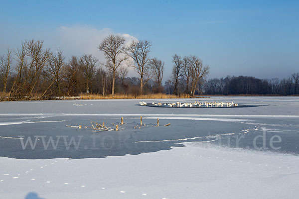 Höckerschwan (Cygnus olor)