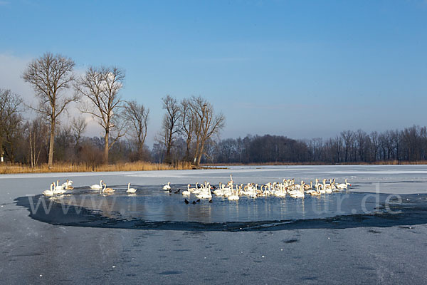 Höckerschwan (Cygnus olor)