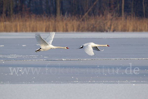 Höckerschwan (Cygnus olor)