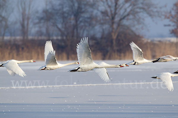 Höckerschwan (Cygnus olor)