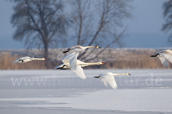 Höckerschwan (Cygnus olor)