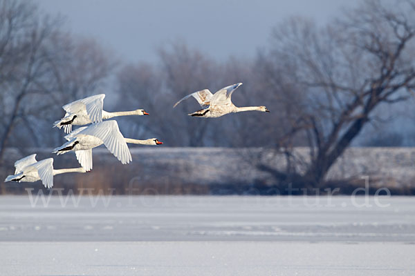 Höckerschwan (Cygnus olor)