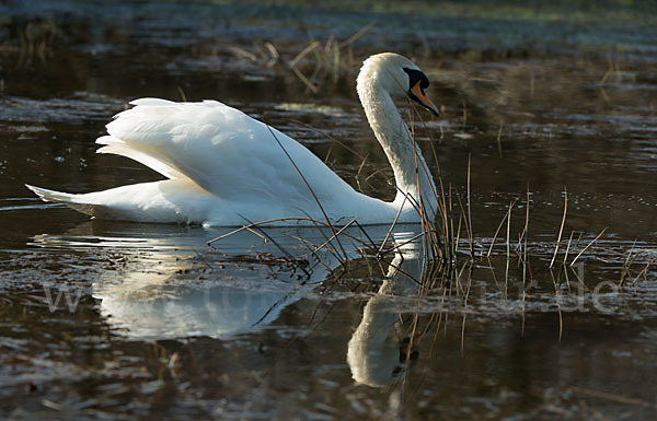 Höckerschwan (Cygnus olor)