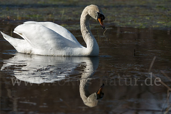 Höckerschwan (Cygnus olor)