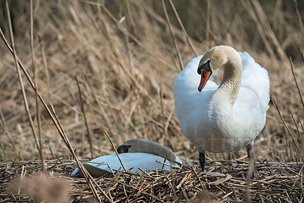 Höckerschwan (Cygnus olor)