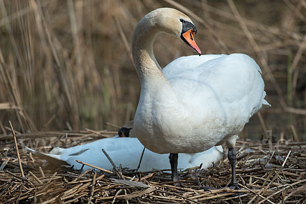 Höckerschwan (Cygnus olor)