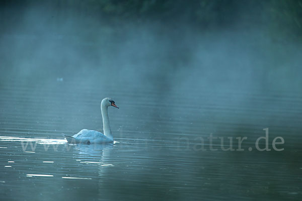 Höckerschwan (Cygnus olor)