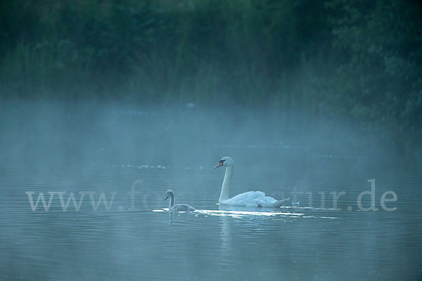 Höckerschwan (Cygnus olor)