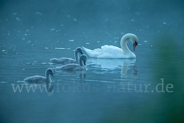 Höckerschwan (Cygnus olor)