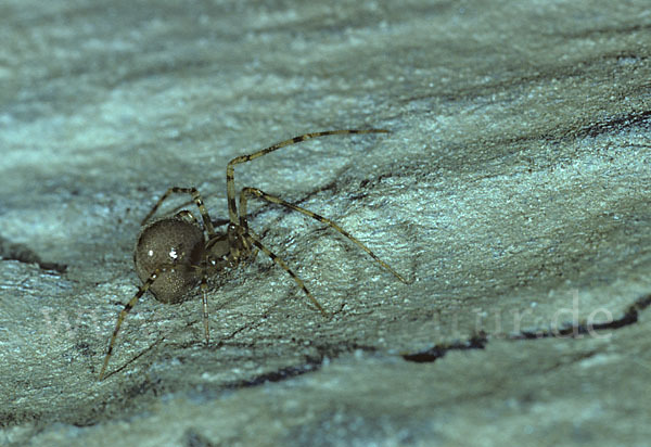 Höhlenspinne (Nesticus  cellulanus)