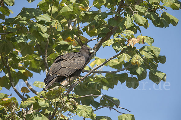 Höhlenweihe (Polyboroides typus)