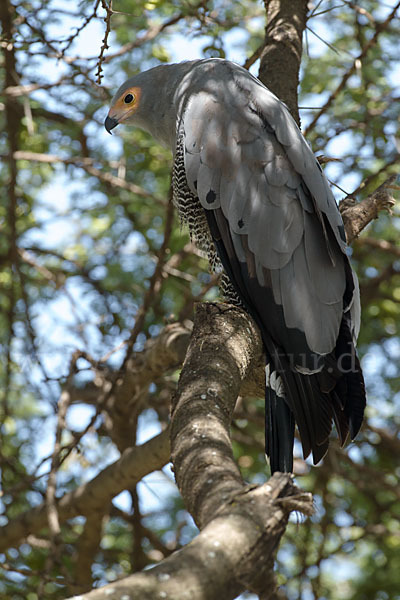 Höhlenweihe (Polyboroides typus)