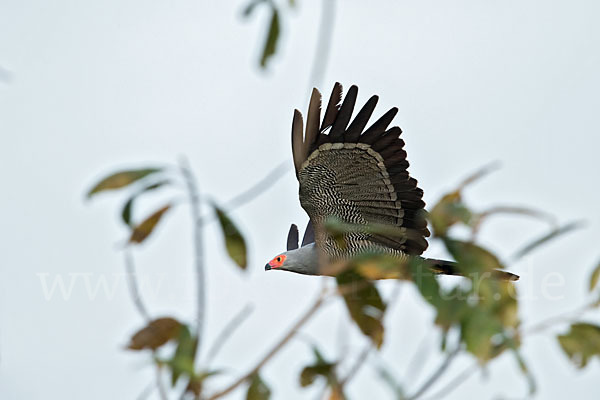 Höhlenweihe (Polyboroides typus)