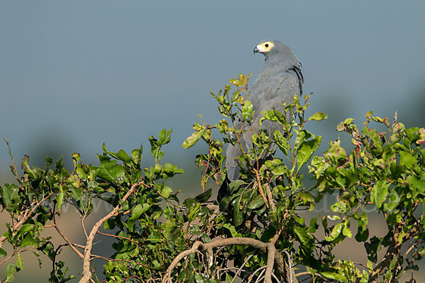 Höhlenweihe (Polyboroides typus)