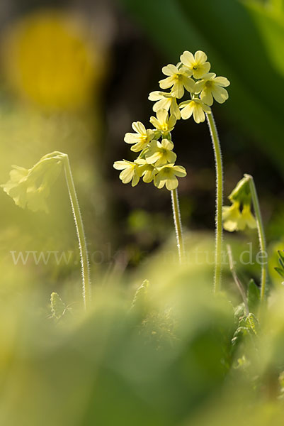 Hohe Schlüsselblume (Primula elatior)