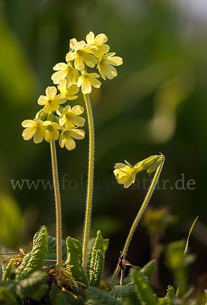 Hohe Schlüsselblume (Primula elatior)