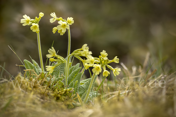 Hohe Schlüsselblume (Primula elatior)