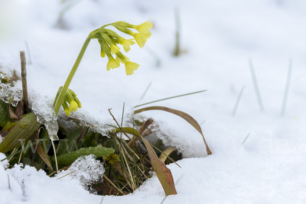 Hohe Schlüsselblume (Primula elatior)