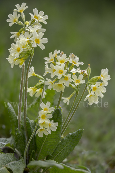 Hohe Schlüsselblume (Primula elatior)