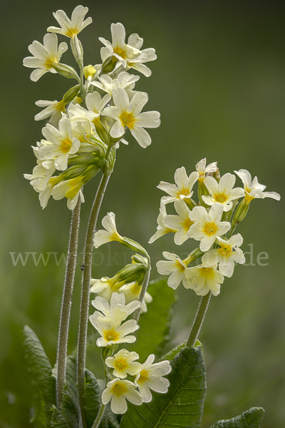 Hohe Schlüsselblume (Primula elatior)