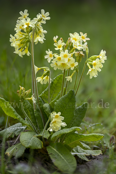 Hohe Schlüsselblume (Primula elatior)