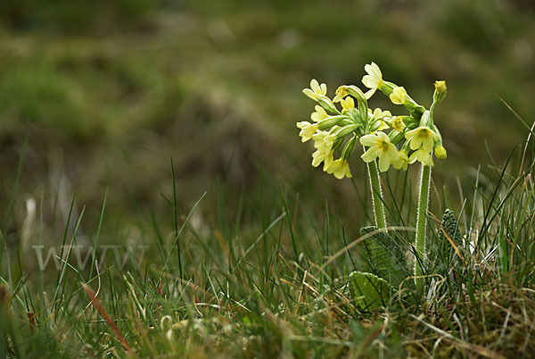 Hohe Schlüsselblume (Primula elatior)