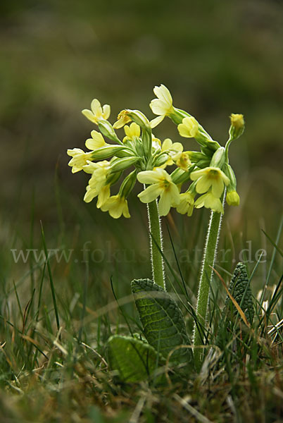 Hohe Schlüsselblume (Primula elatior)