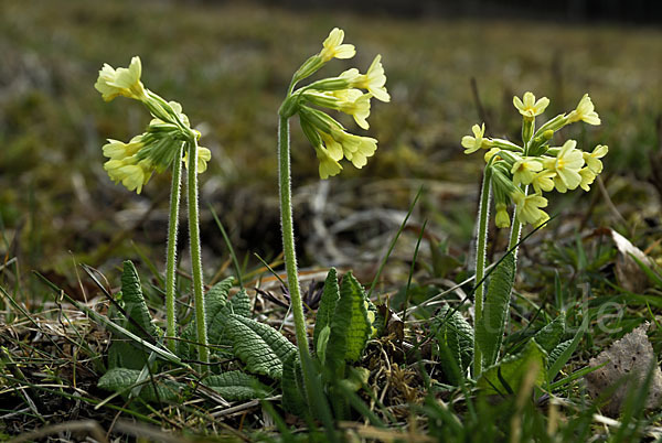 Hohe Schlüsselblume (Primula elatior)