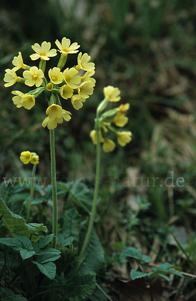 Hohe Schlüsselblume (Primula elatior)