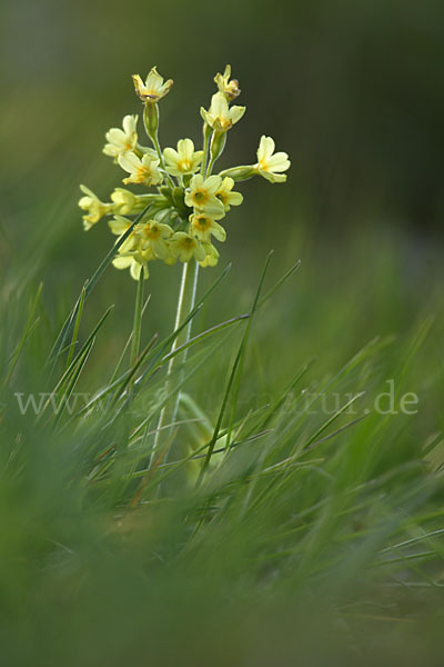 Hohe Schlüsselblume (Primula elatior)