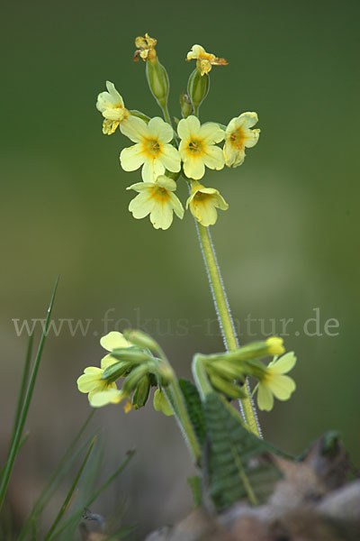 Hohe Schlüsselblume (Primula elatior)