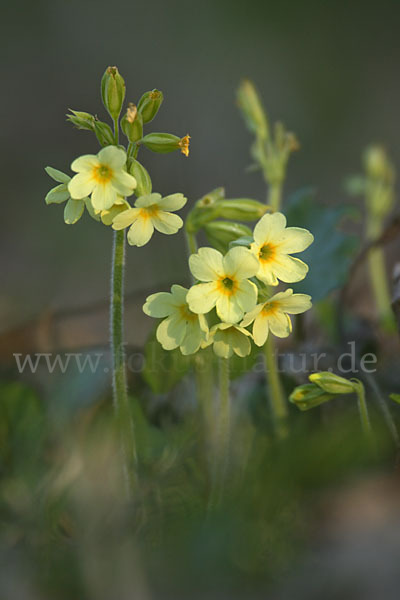 Hohe Schlüsselblume (Primula elatior)