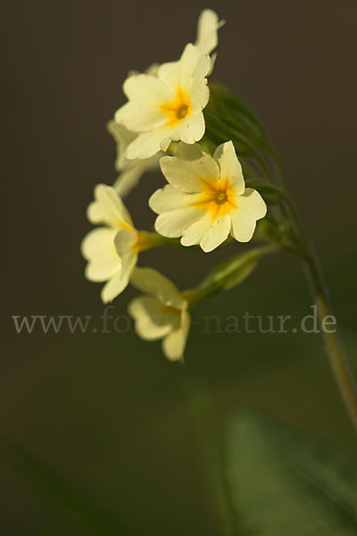 Hohe Schlüsselblume (Primula elatior)