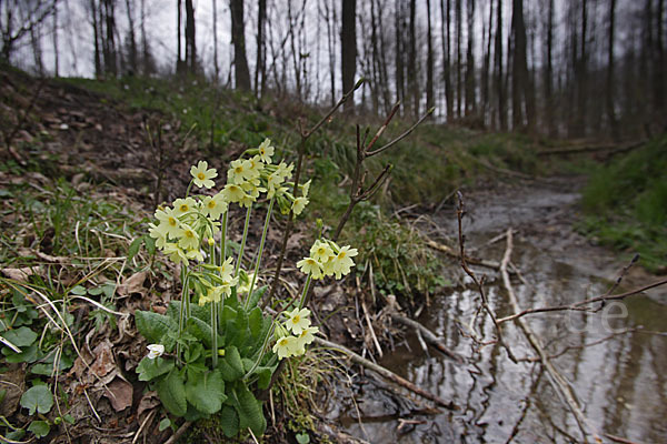 Hohe Schlüsselblume (Primula elatior)