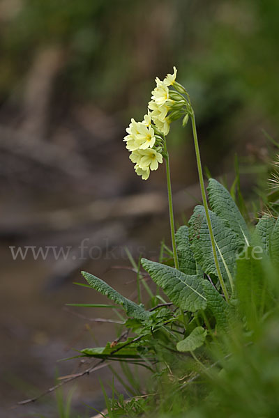 Hohe Schlüsselblume (Primula elatior)