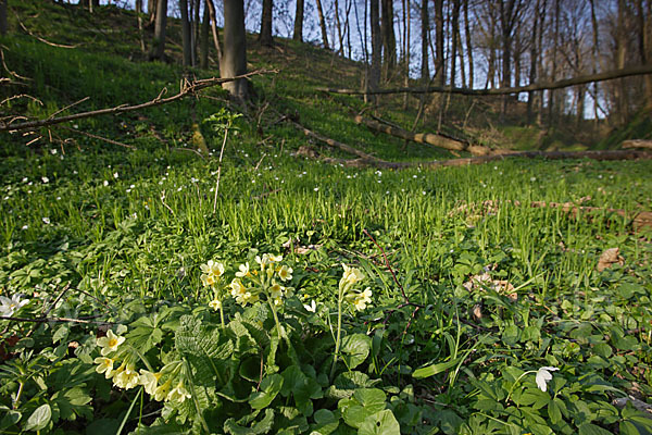 Hohe Schlüsselblume (Primula elatior)