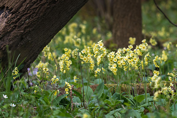 Hohe Schlüsselblume (Primula elatior)