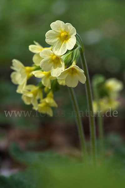 Hohe Schlüsselblume (Primula elatior)