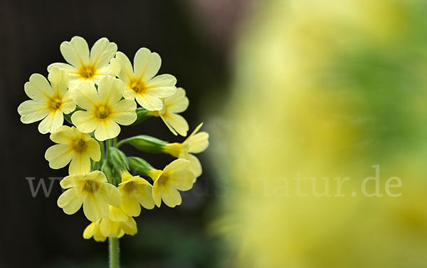 Hohe Schlüsselblume (Primula elatior)