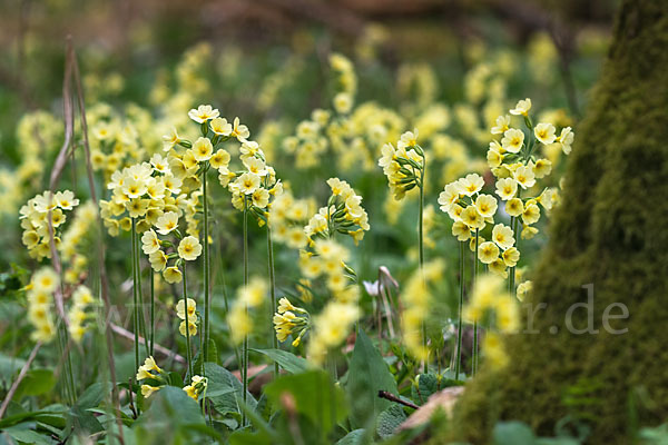 Hohe Schlüsselblume (Primula elatior)