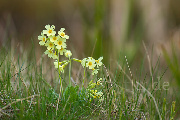 Hohe Schlüsselblume (Primula elatior)