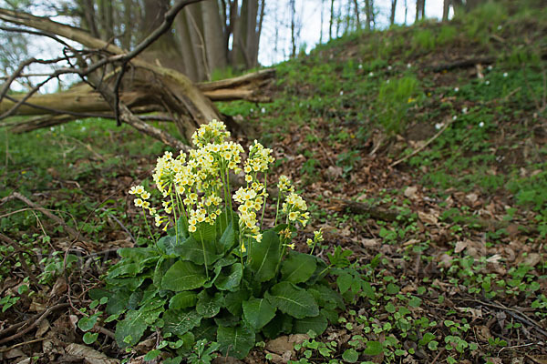 Hohe Schlüsselblume (Primula elatior)