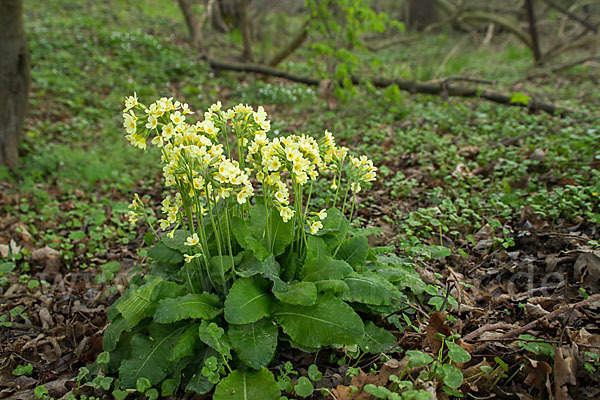 Hohe Schlüsselblume (Primula elatior)