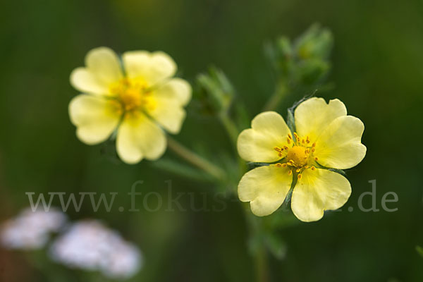 Hohes Fingerkraut (Potentilla recta)